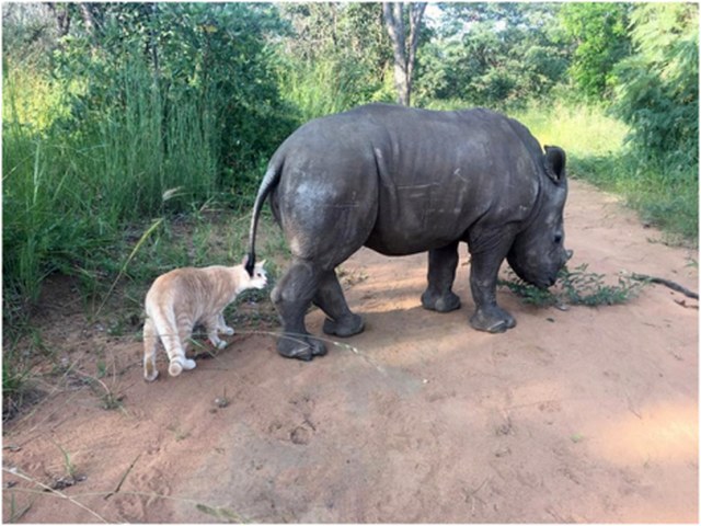 Niezwykła przyjaźń kota z nosorożcem