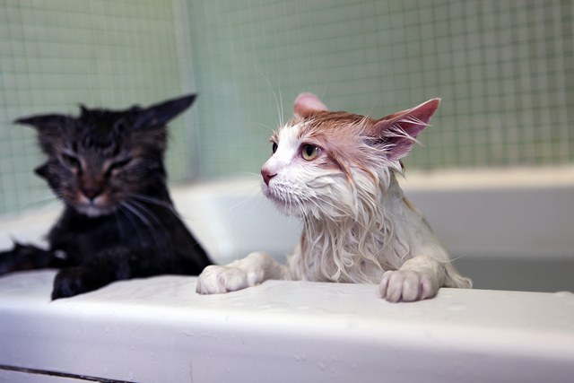 Jak wykąpać kota?
