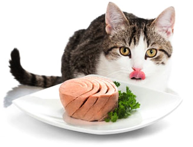 Kot i cztery mity o tuńczyku