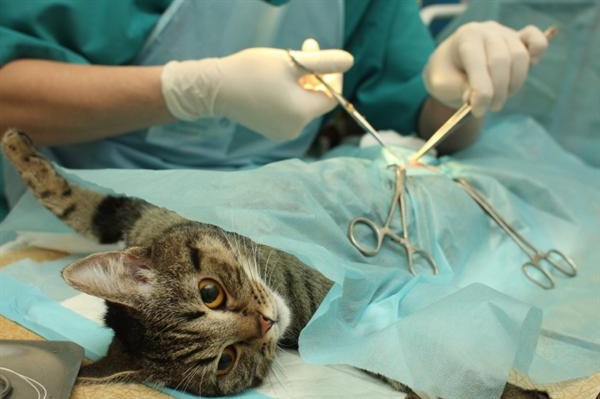 sterylizacja kotek