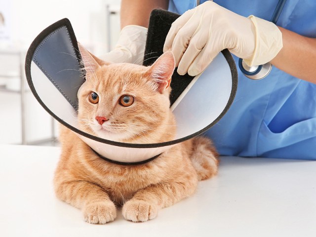 sterylizacja kotek