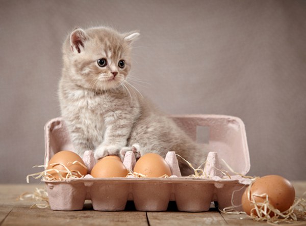 Czy kot może jeść jajka?
