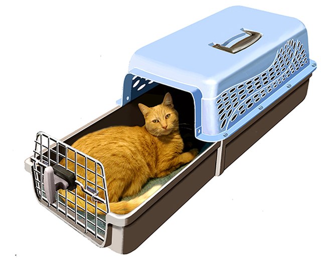 Testujemy:  innowacyjny transporter dla kota