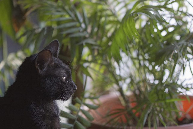Chamaedorea – roślina dbająca o zdrowie kota