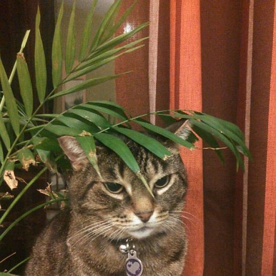 Chamaedorea – roślina dbająca o zdrowie kota
