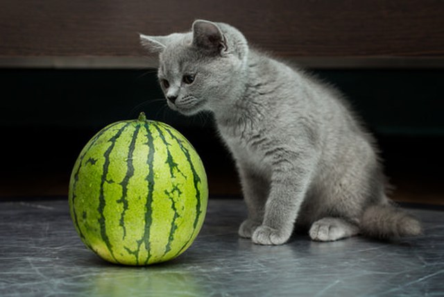 Czy kot może jeść arbuzy?