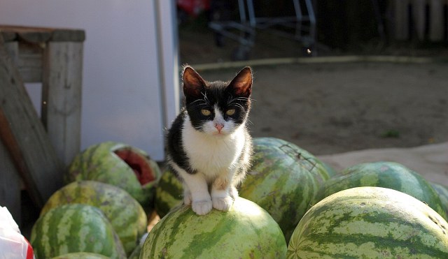 Czy kot może jeść arbuzy?