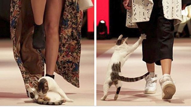 Kot na catwalku