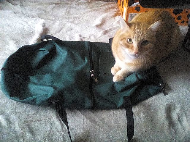 Testujemy: torba iniekcyjna dla kota