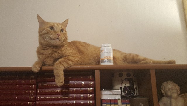 Beta-glukan na odporność kota