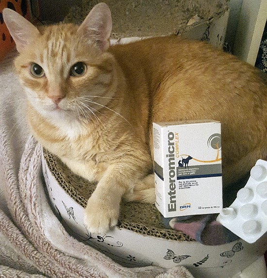 Testujemy: jak podać kotu tabletkę?