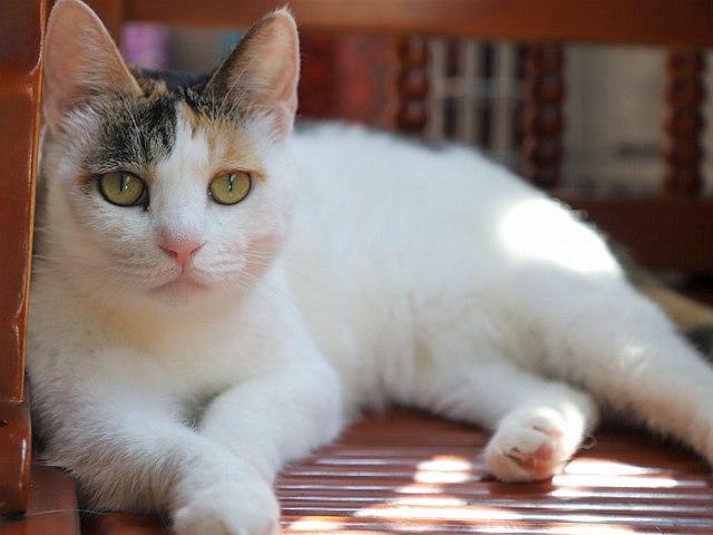 Japoński bobtail: cesarski kot o krótkim ogonie