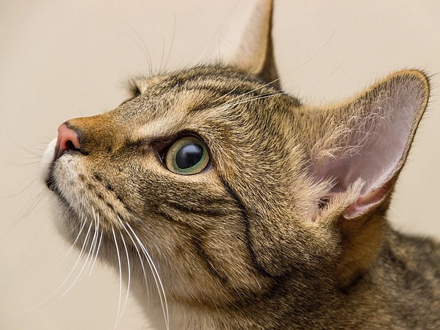 Kot europejski krótkowłosy: w celu ratowania pierwotnych genów