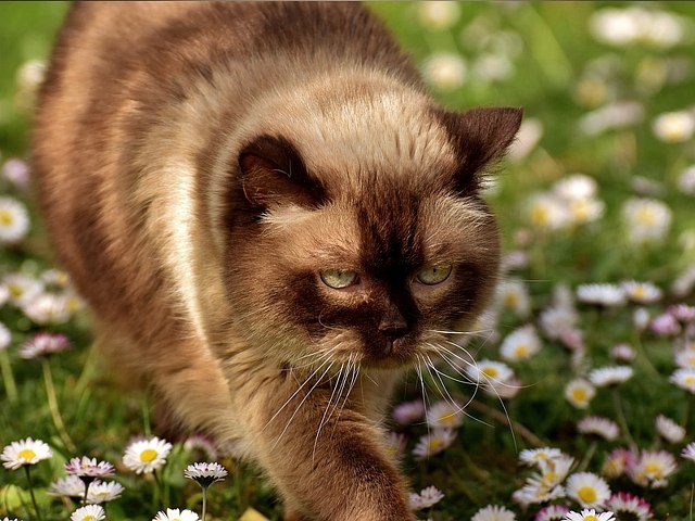 Kot brytyjski: łakomczuch o spokojnym usposobieniu