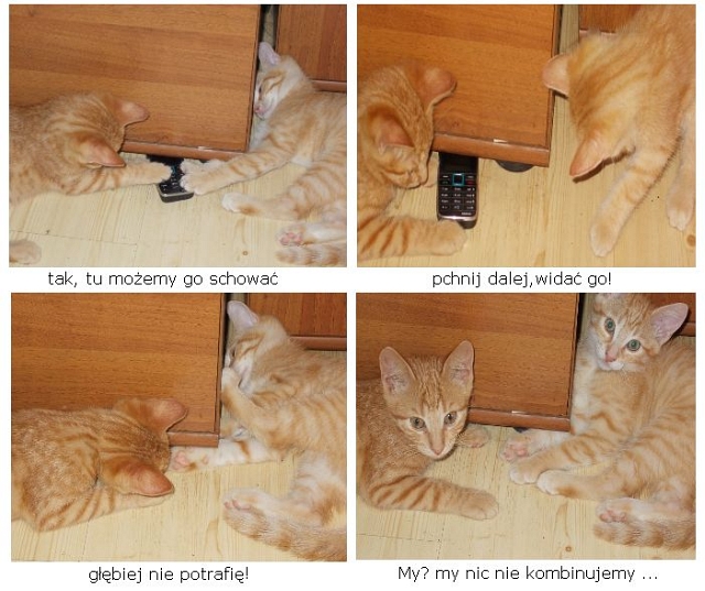 Technologia i koty