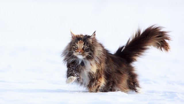 Koty zimą: zabójcza sól i smog