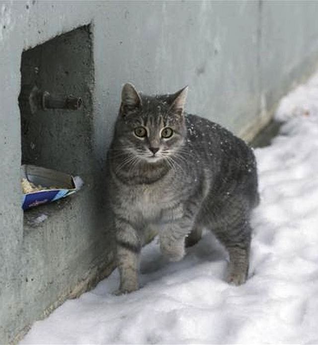 Koty zimą: zabójcza sól i smog