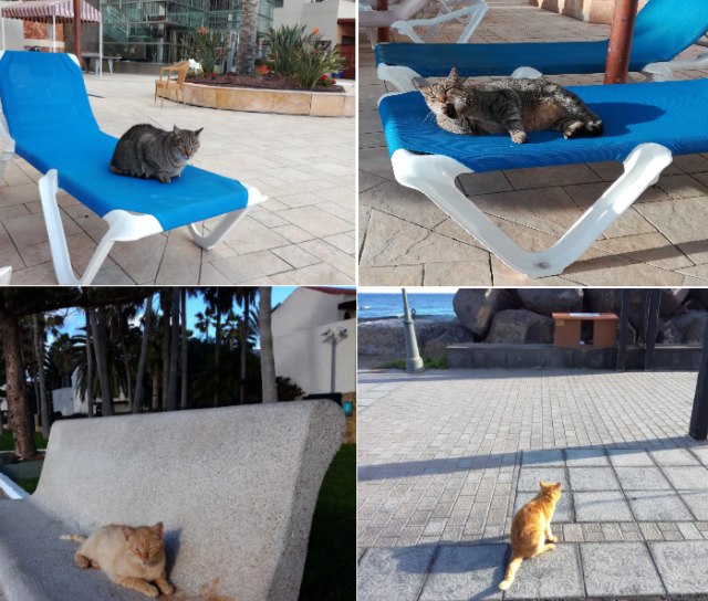 Koty z Fuerteventury