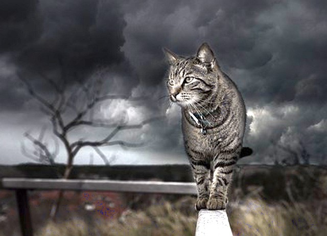 Jak koty ostrzegają przed kataklizmami i burzami?