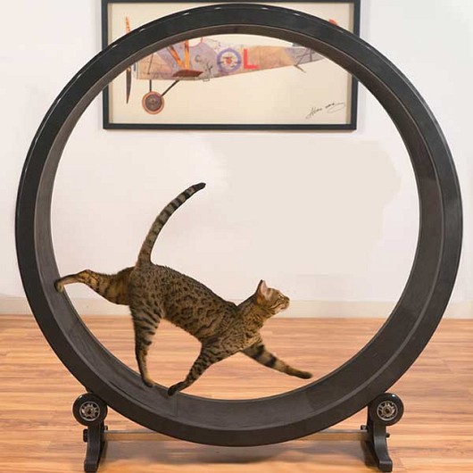 Testujemy: koło biegowe dla kota