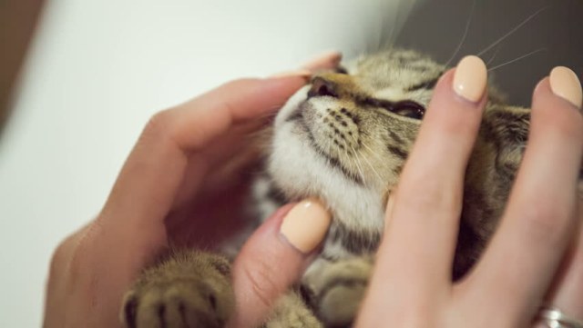 Przytulacz kotów – nowy zawód?