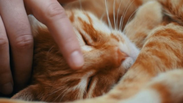 Przytulacz kotów – nowy zawód?