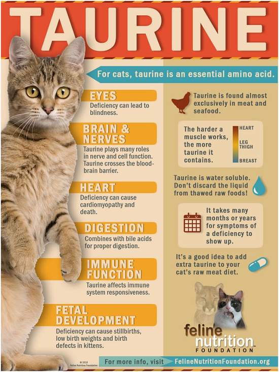 Tauryna – niezbędny składnik diety kota