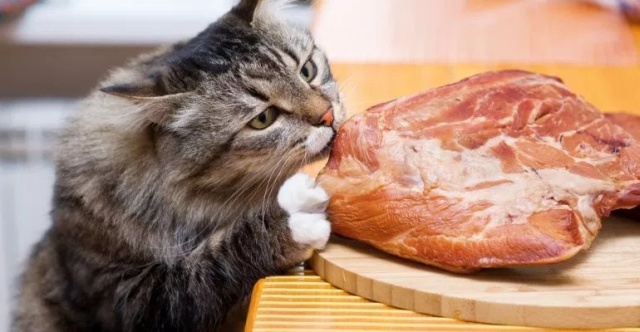 Tauryna – niezbędny składnik diety kota