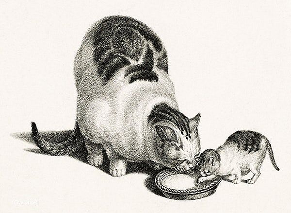 Rysowane koty Gottfrieda Minda