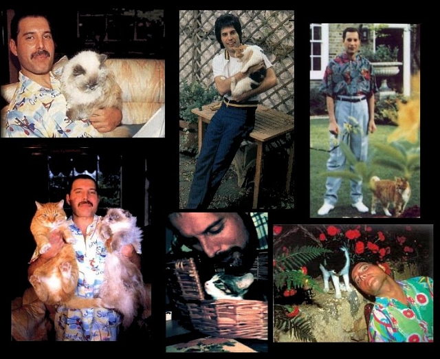 Freddie Mercury i jego koty