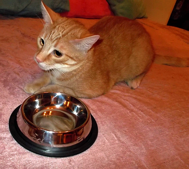 Testujemy: miski dla kotów