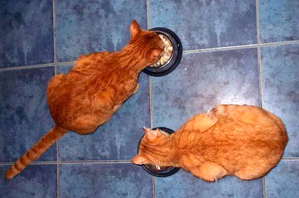 Testujemy: miski dla kotów
