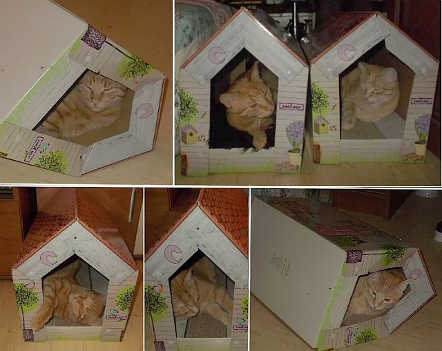 Koty i pudła &#8211; pudełka