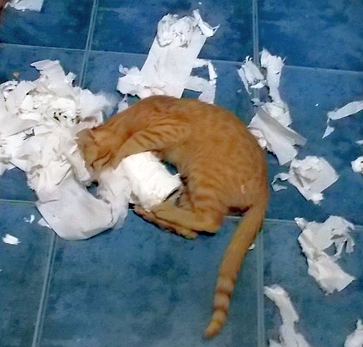 Klasyka kocich zabaw – walka z papierem toaletowym