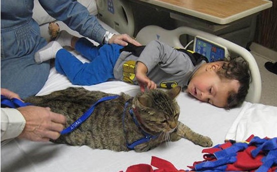 Felinoterapia, czyli leczenie kotem