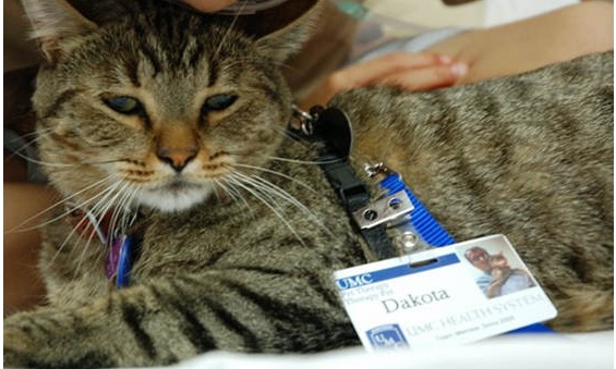 Felinoterapia czyli leczenie kotem