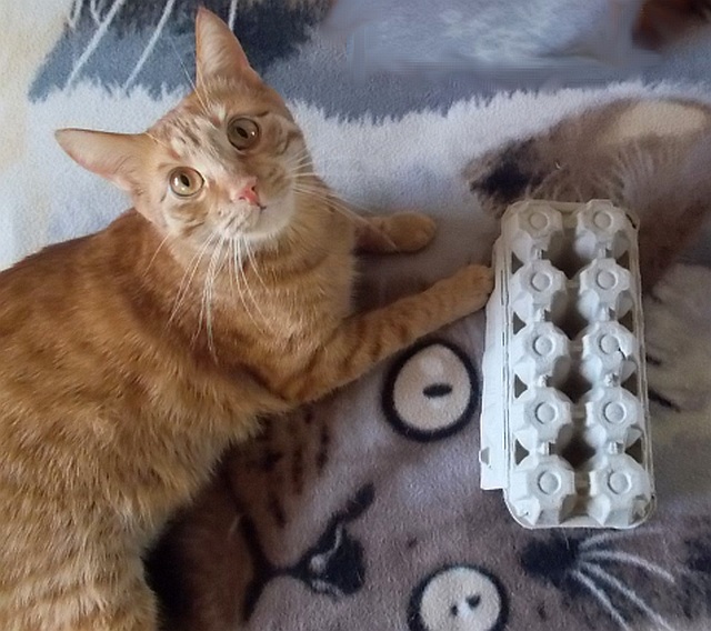 Zabawka dla kota z domowego recyklingu