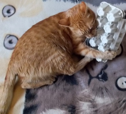 Zabawka dla kota z domowego recyklingu
