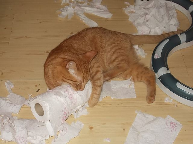 Kup kotu papier toaletowy