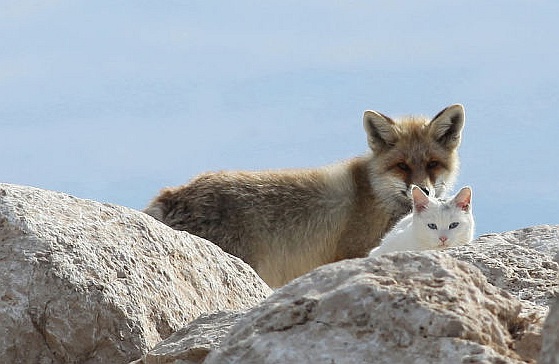 Niezwykli przyjaciele: kot i lis