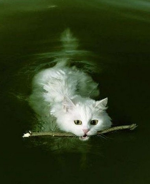 Van: kot, który lubi pływać