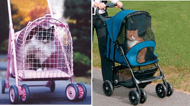 Testujemy: wózek spacerowy dla kota?