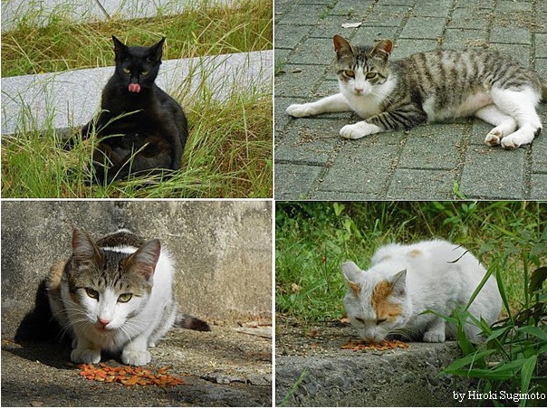 Hiroki Sugimoto &#8211; opiekun kotów bezdomnych i ich fotograf
