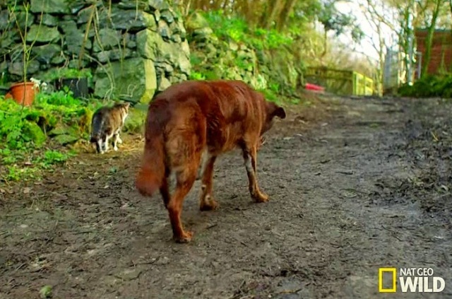 Kot Pwditat – przewodnik niewidomego psa