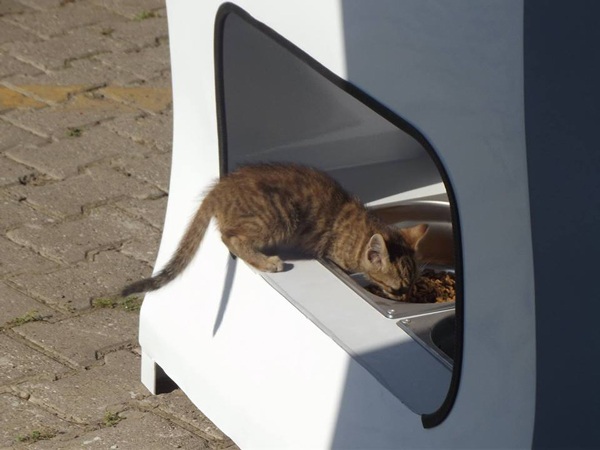 Karma z automatu dla bezdomnych kotów