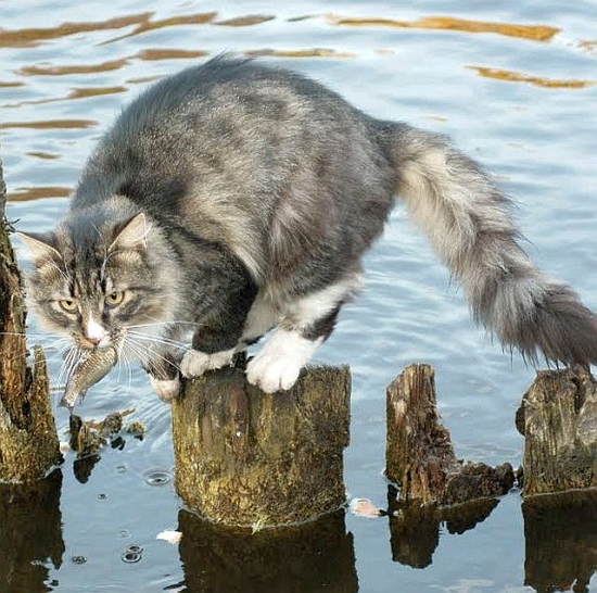 Czy kot może jeść ryby?