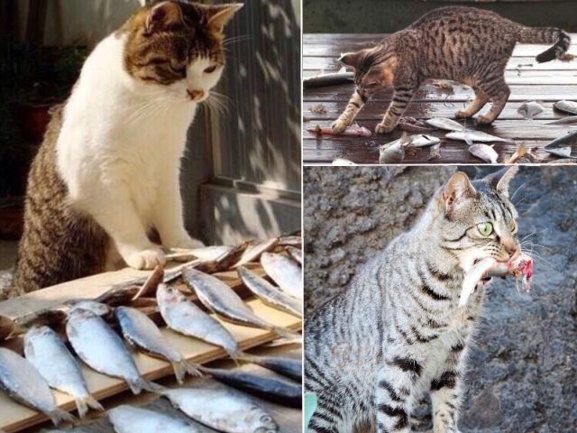 Czy kot może jeść ryby?