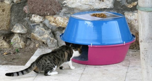 Testujemy: proste do wykonania domki dla bezdomnych kotów