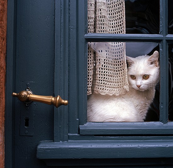 Dlaczego kot chce, żeby go wypuścić z domu a za chwilę wraca?