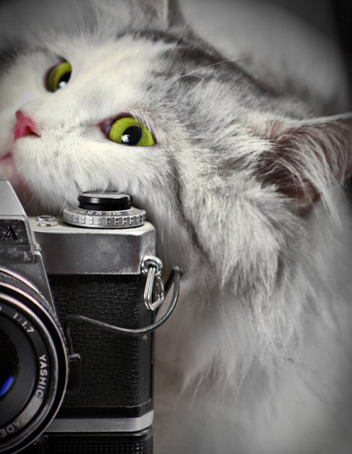 Jak robić kotu zdjęcia?